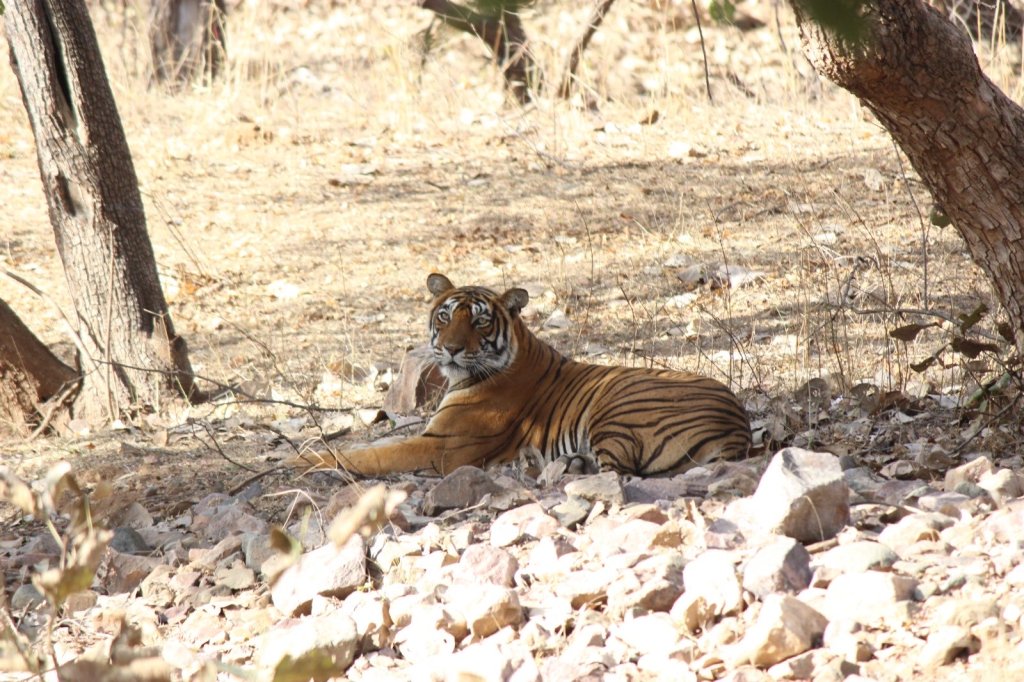 An encounter with&nbsp;Tiger…